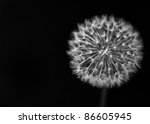 Black And White Dandelion Seed...