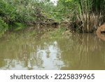 Small photo of Banyan Tree and Mangrove forest in Sang Nae Canal Phang Nga, Thailand - Little Amazon