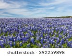 Texas Bluebonnet Filed And Blue ...