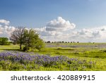 Texas Bluebonnet Filed And Blue ...