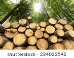 Wooden Logs with Forest on Background / Trunks of trees cut and stacked in the foreground, green forest in the background with sun rays