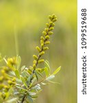 Small photo of Flower of Bog-Myrtle (Myrica gale) with beautiful green background