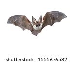 Flying bat isolated on black...