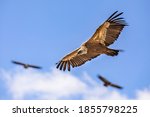 Griffon Vultures  Gyps Fulvus ...