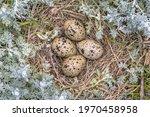 Nest With Three Eggs Of Pied...