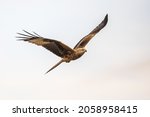 Small photo of Red kite (Milvus milvus) flying in Spanish Pyrenees, Vilagrassa, Catalonia, Spain. April. It is resident in the milder parts of its range in western Europe and northwest Africa.