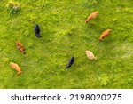 Cattle seen from above. Cows are grazing in grassland top down helicopter view.