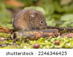 Small photo of Field vole or short-tailed vole (Microtus agrestis) walking in natural habitat green forest environment.