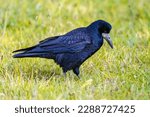 Portrait of Eurasian rook (Corvus frugilegus). Black bird with bare base of bill walking in grass and looking for food. Widlife in nature. Netherlands.