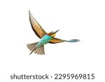 European Bee-Eater (Merops apiaster) in Flight and Isolated on White Background near Breeding Colony. This bird breeds in southern Europe and in parts of north Africa and western Asia. 