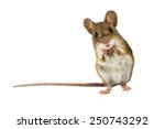 Geeky Wood mouse (Apodemus sylvaticus) with curious cute brown eyes looking in the camera on white background