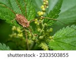 Small photo of Harvestman on stinging nettle leaf in natural ambiance