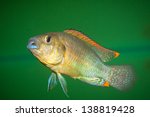 Small photo of aquarium fish in detail - Pseudocrenilabrus philander