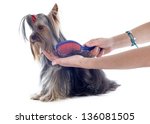 grooming yorkshire terrier in front of white background