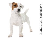 Young Jack Russel Terrier In...