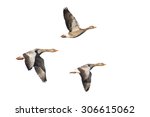 Three Flying Greylag Geese...