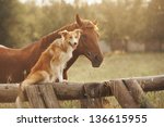 Red Border Collie Dog And Horse ...