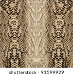Snake Skin  Reptile