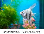 Small photo of Angelfish, scalar blue fish in a home aquarium close-up