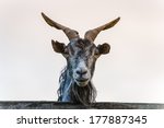 Goat Portrait