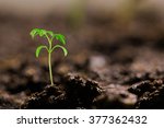 Small Tomato Seedling In The...