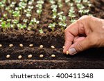 Farmer's Hand Planting Seeds In ...