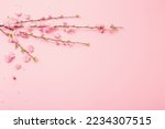 branches of blossoming almonds on pink background