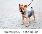 Cute yorkshire terrier at the street