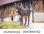 Small photo of One of the most stubborn animals on the farm was the donkey that didn't want to come in the barn when it started raining.