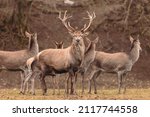 Small photo of The Red deer (Cervus elaphus) is a very large deer species, characterized by their long legs and reddish-brown coat. Red deer males (stags) fight each other over groups of hinds (female deer)
