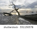 Dead Tree On A Beach At Sunset. ...