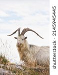 cashmere goat at great orme ... | Shutterstock . vector #2145945445