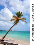 palm tree at caribbean sea... | Shutterstock . vector #2145945465