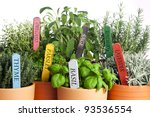 seven kinds of potted garden herbs with wooden name tags