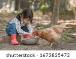 Little Asian Girl Feeding Hen...