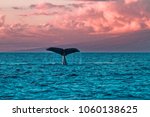 Humback Whale Fluke During A...