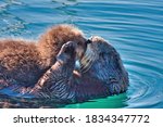 Mother Sea Otter Kissing Her...