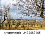 The oldest almond orchard in bloom, Hustopece village, Czech