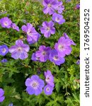 Small photo of Geranium Rozanne flowers in close up blooming in the Netherlands.