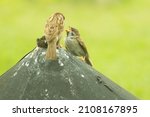 Mother Sparrow Feeding Her Kid