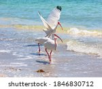Three ibises in a row on the...