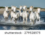 White Camargue Horses Galloping ...