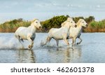 Herd Of White Camargue Horses...