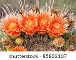 Flowers Of Barrel Cactus.