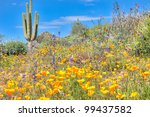 Blooming Sonoran Desert With...