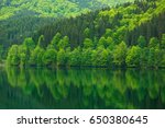 Green Forest By The Lake In...