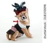 Small photo of Little Shiba Inu puppy dressed up in a pirate wench outfit looking very proud of herself on a white background.