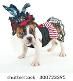 Small photo of Silly Bulldog puppy dressed up like a pirate wench on a white background.