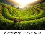 Farmer in Mu cang chai village walking on the mountain and golden rice terraces at Mucangchai town near Sapa city, north of Vietnam