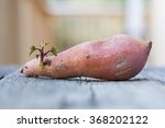 Young Sweet Potato Sprout.